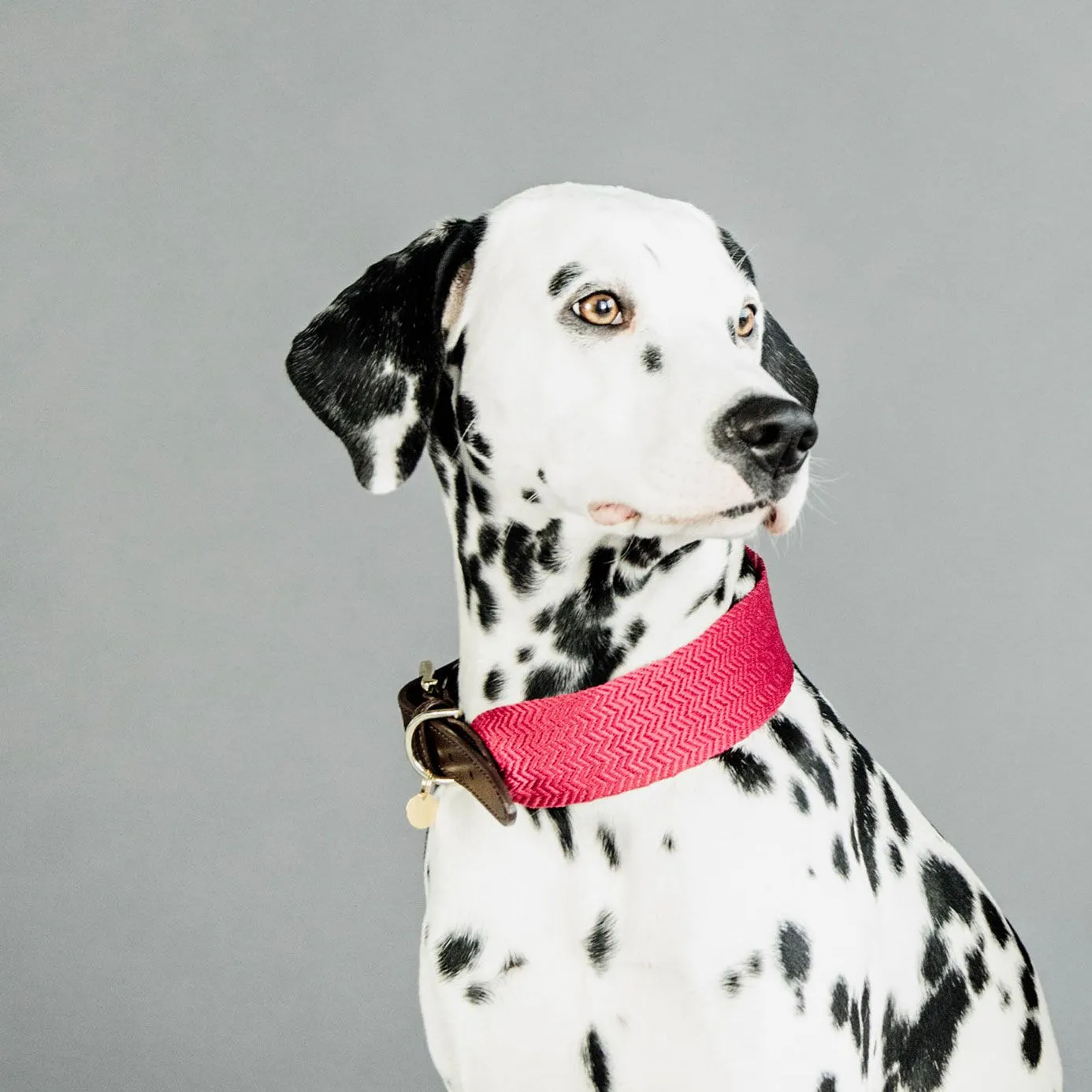 Kentucky Dogwear Jacquard Dog Collar - Pink